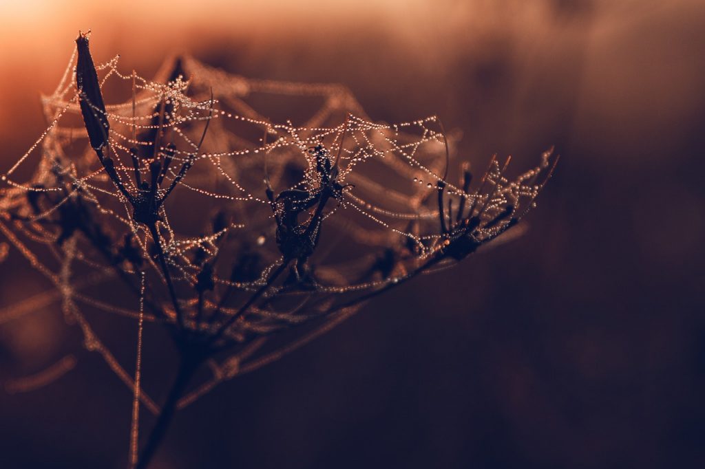 spider web, dew, plant-7572415.jpg