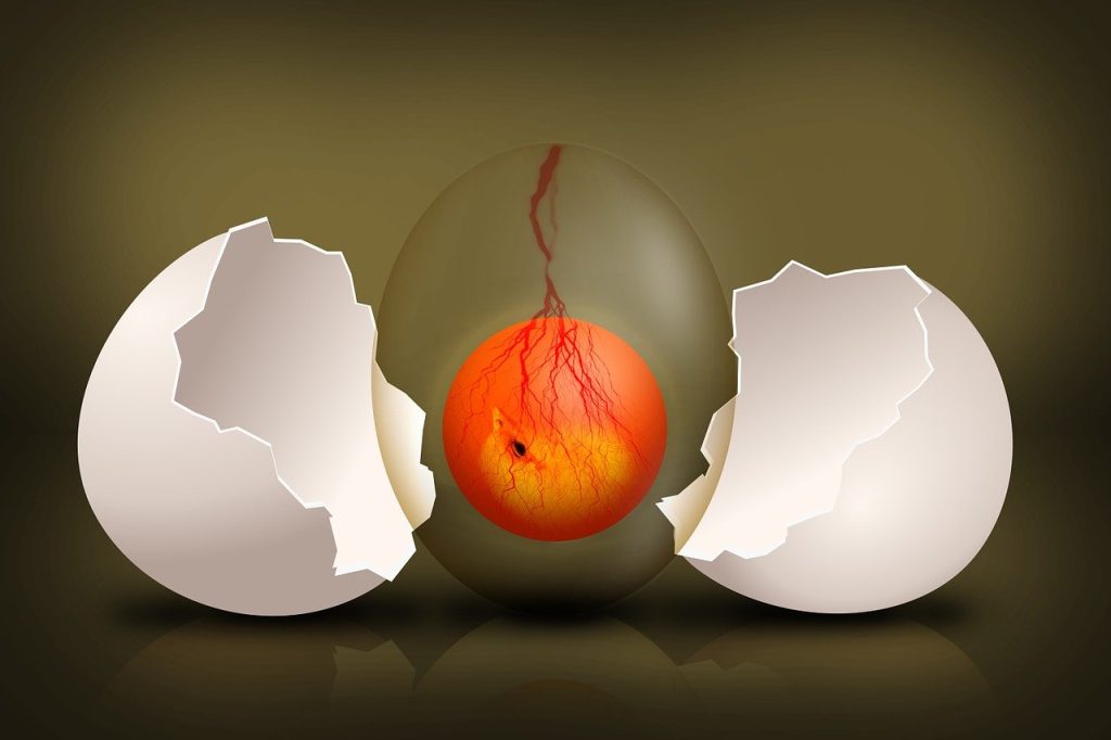 embryo, chick, egg-544192.jpg